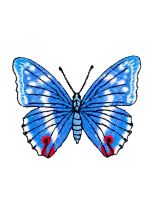 Aufbügler Schmetterling blau